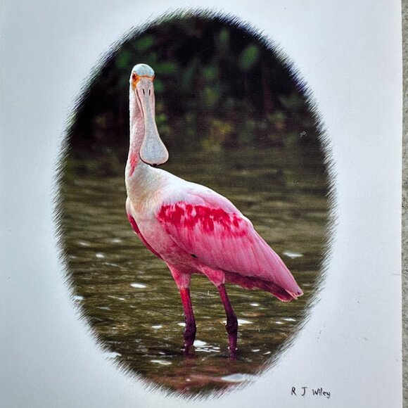 Roseate Spoonbill Bird Notecard by RJ Wiley - Picture 7 of 12